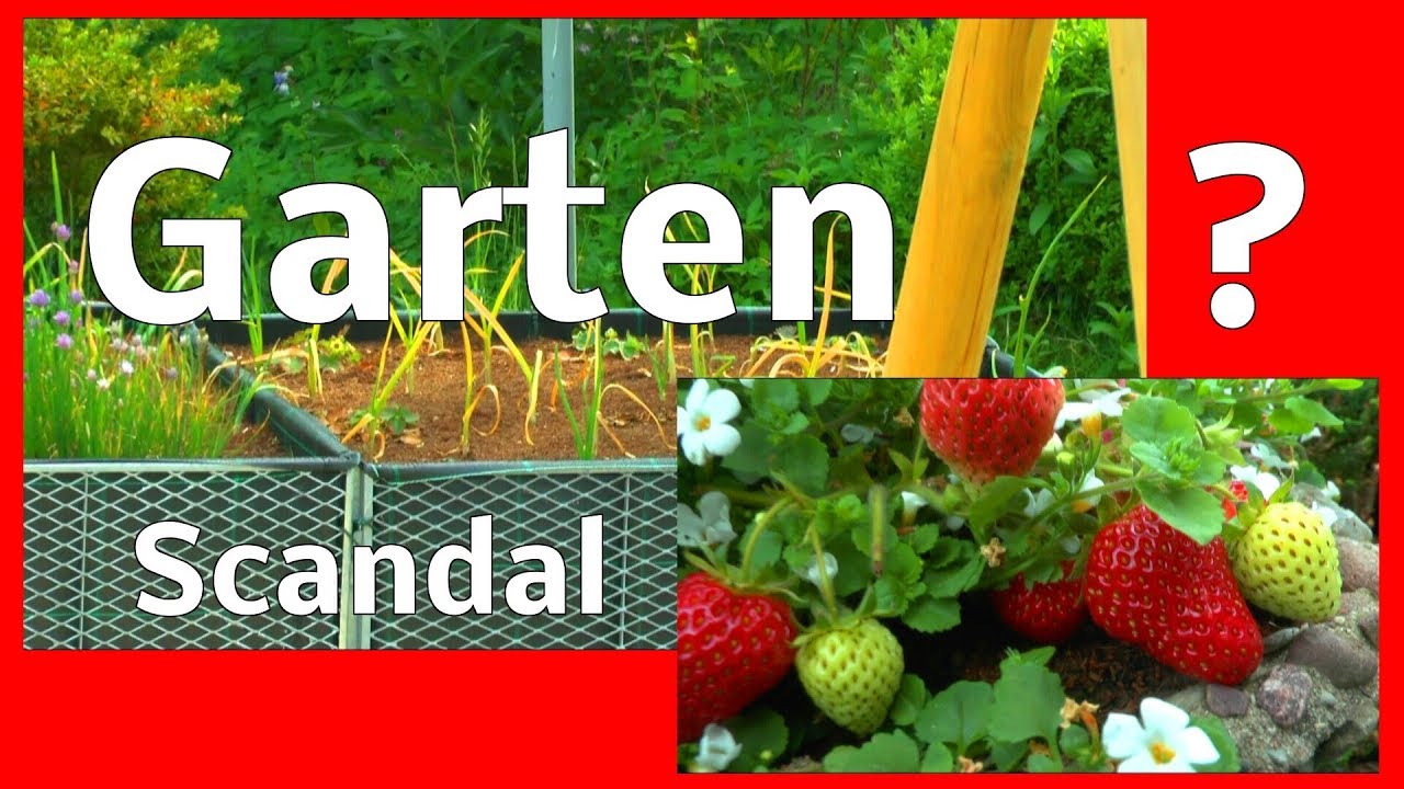 Garten Skandal hoch brisantes Erlebnis im Hochbeet Garten