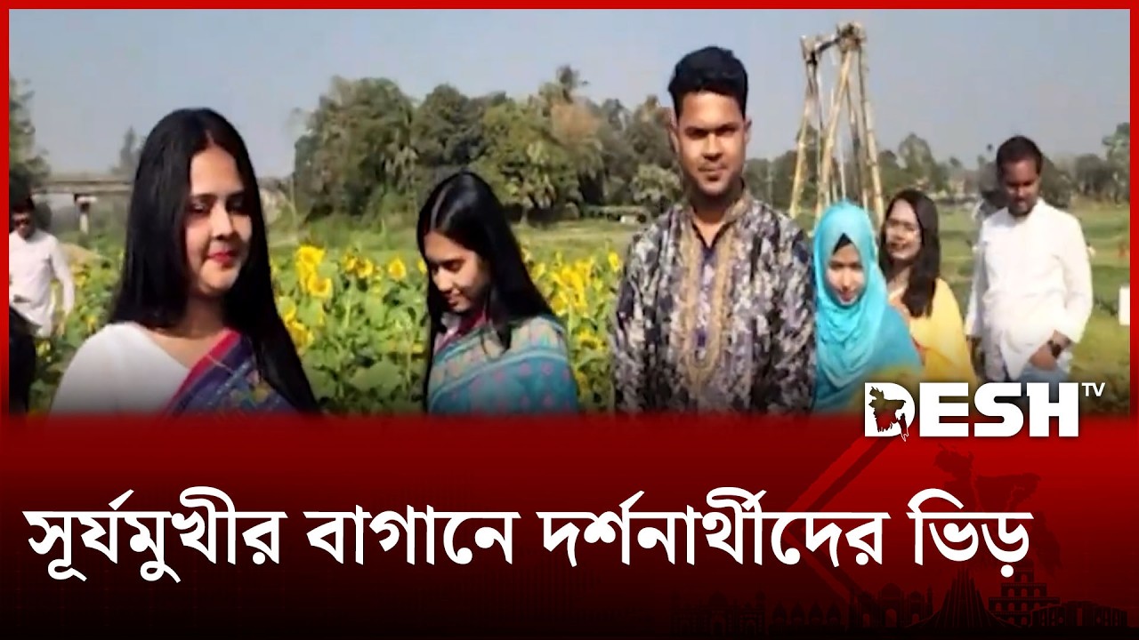 সাভারের সূর্যমুখীর বাগানে দর্শনার্থীদের ভিড় | Savar Sunflower Garden | Desh TV