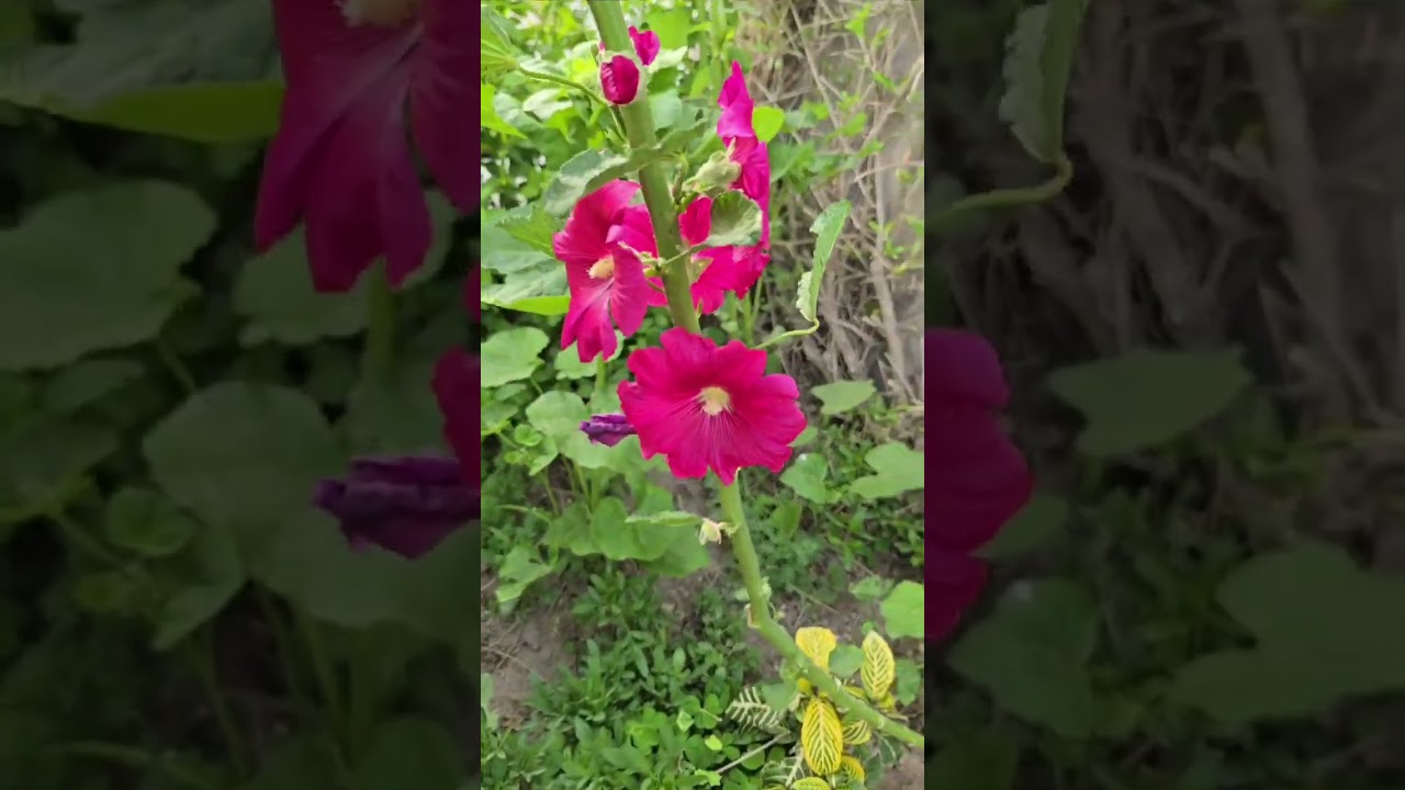 شجرة البوهينيا وتسمى خف الجمل من اجمل الاشجار المزهرة بالوانها الرائعة 🥀حديقتي جنتي🥀