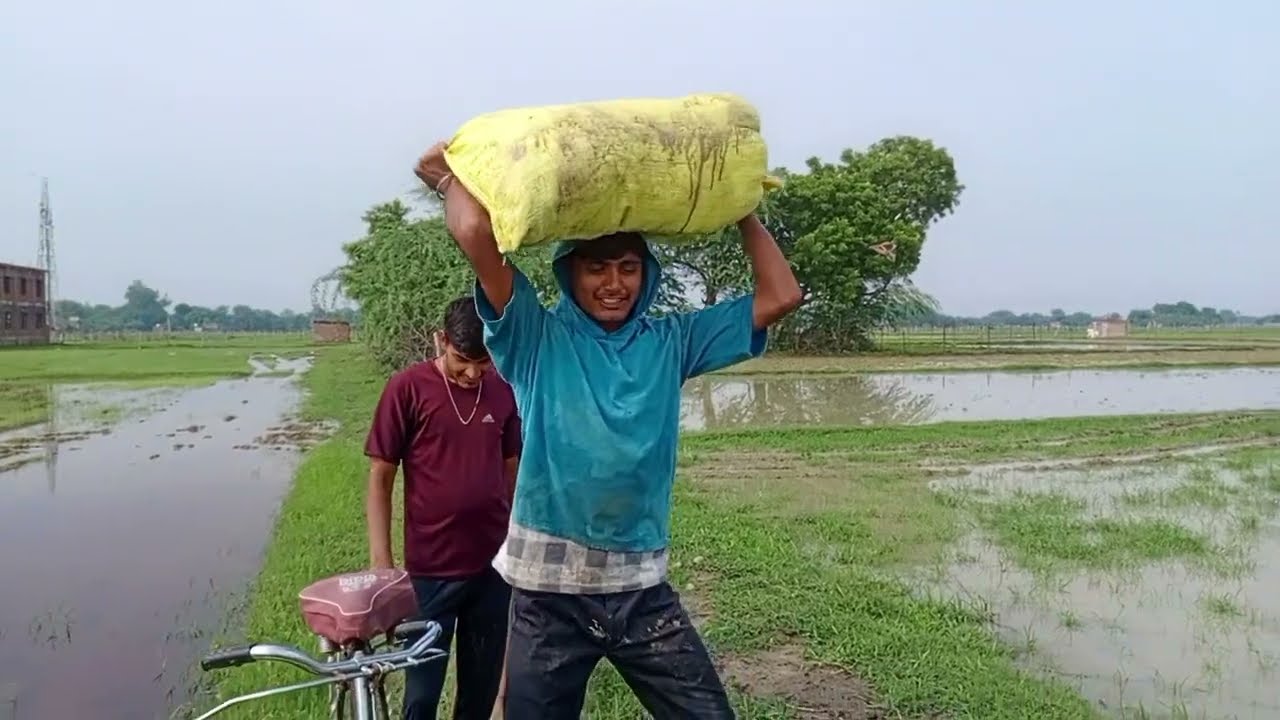 #dhaankikheti #masti #viralvideo #youtube #dhaan_ki_kheti #khetibadi