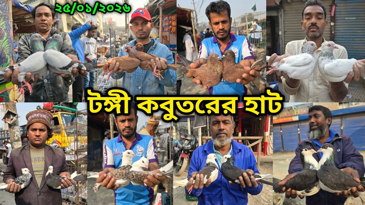 ২৫/০১/২০২৬ টঙ্গী কবুতরের হাট | Tongi kobutor hat 2026 | Biggest Pigeon Market in Bangladesh 2026