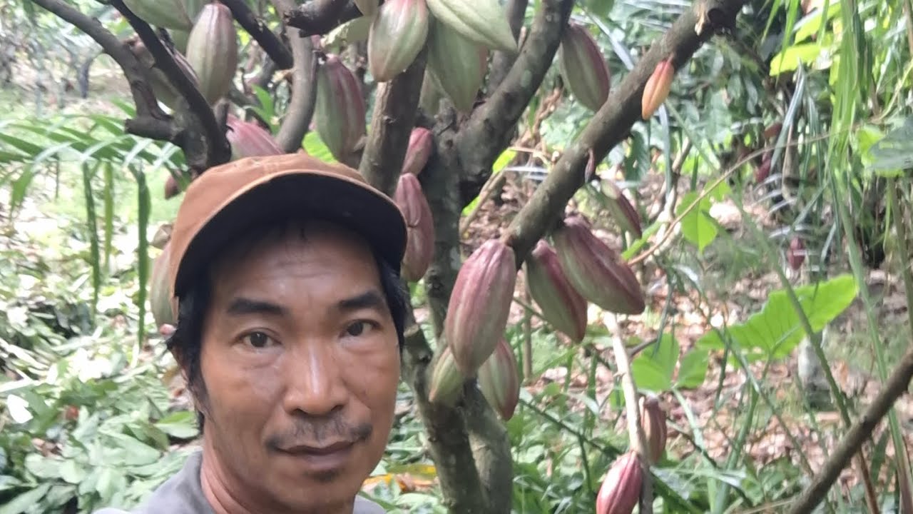 Tips dan cara melakukan pemangkasan pada pohon kakao 