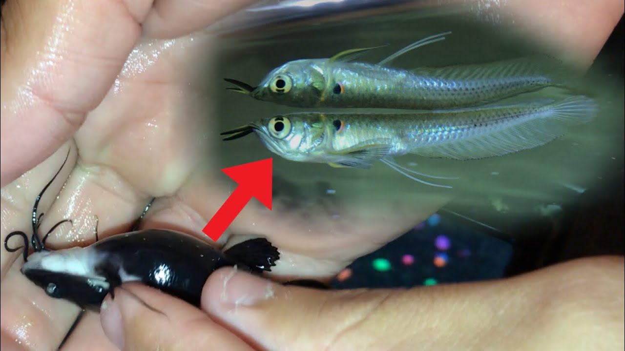 My REDTAIL ATE My AROWANA