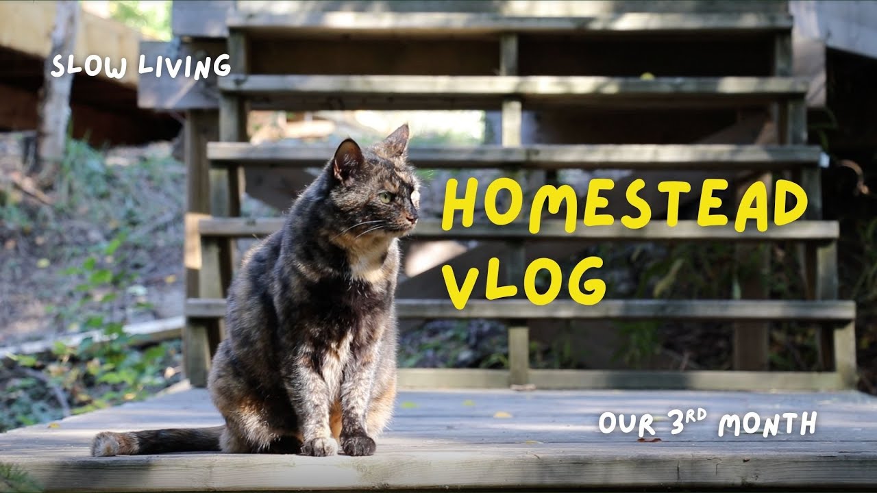 Homestead VLOG: Pig Shelter Build, Home-Cooked Meals