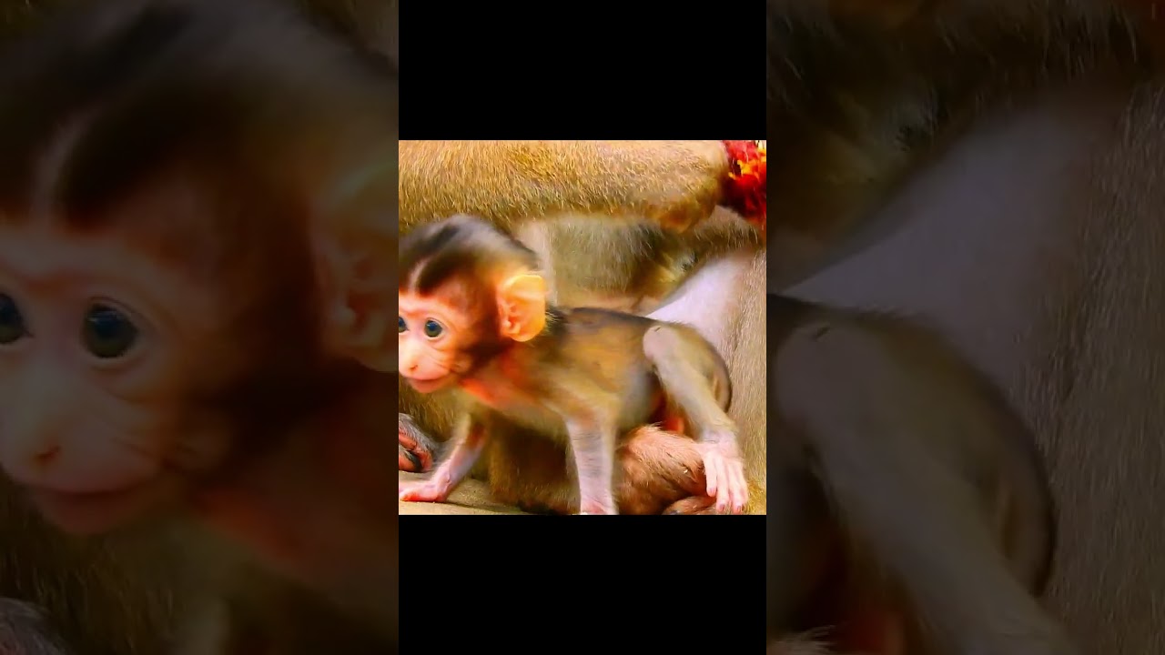 Congratulation! Newborn baby monkey!! #jane #tasana #janet