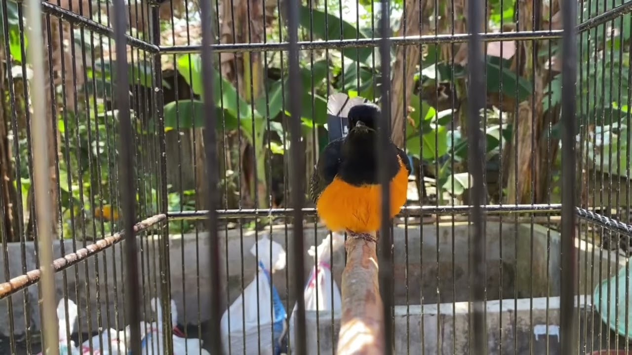 RAWATAN HARIAN MURAI BORNEO UMUR 6 BULAN  #muraibatuboreno #muraigacor #kicaumania #kalimantan 