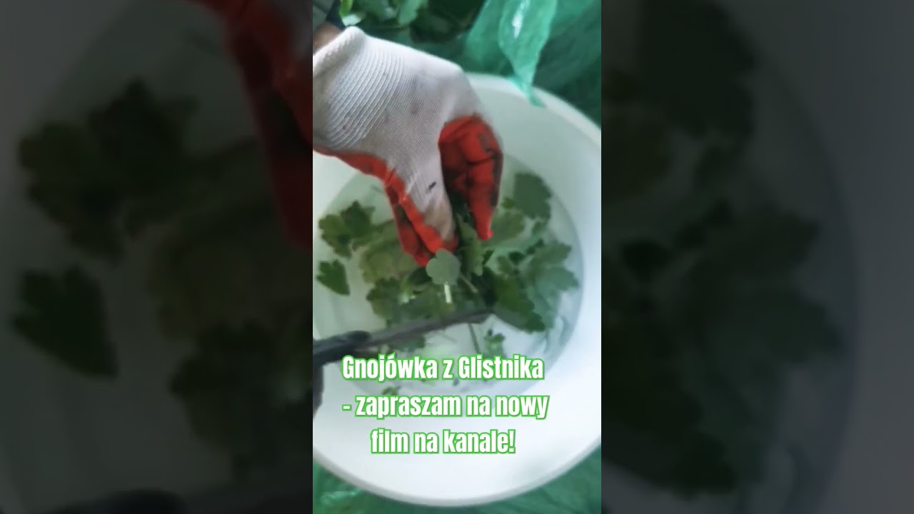 Gnoj&oacute;wka z Glistnika - zapraszam na nowy film na kanale! #ogrodnictwo #ziołolecznictwo #survival