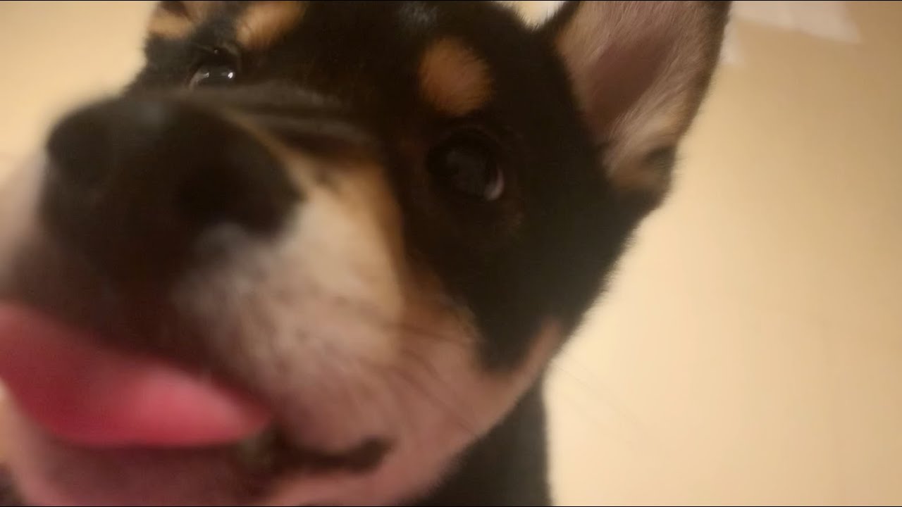 oh！meat！