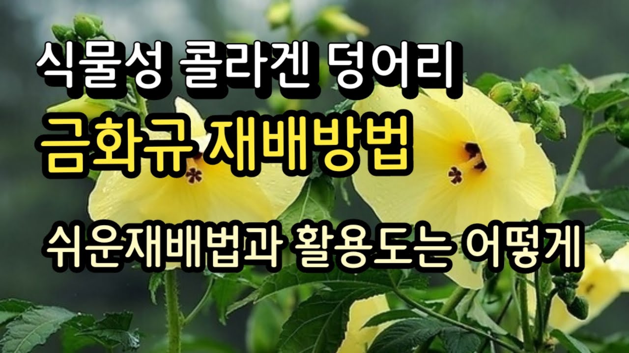 [24-55]식물성 콜라겐 덩어리 금화규 재배방법, 쉬운재배법과 활용도는 어떻게
