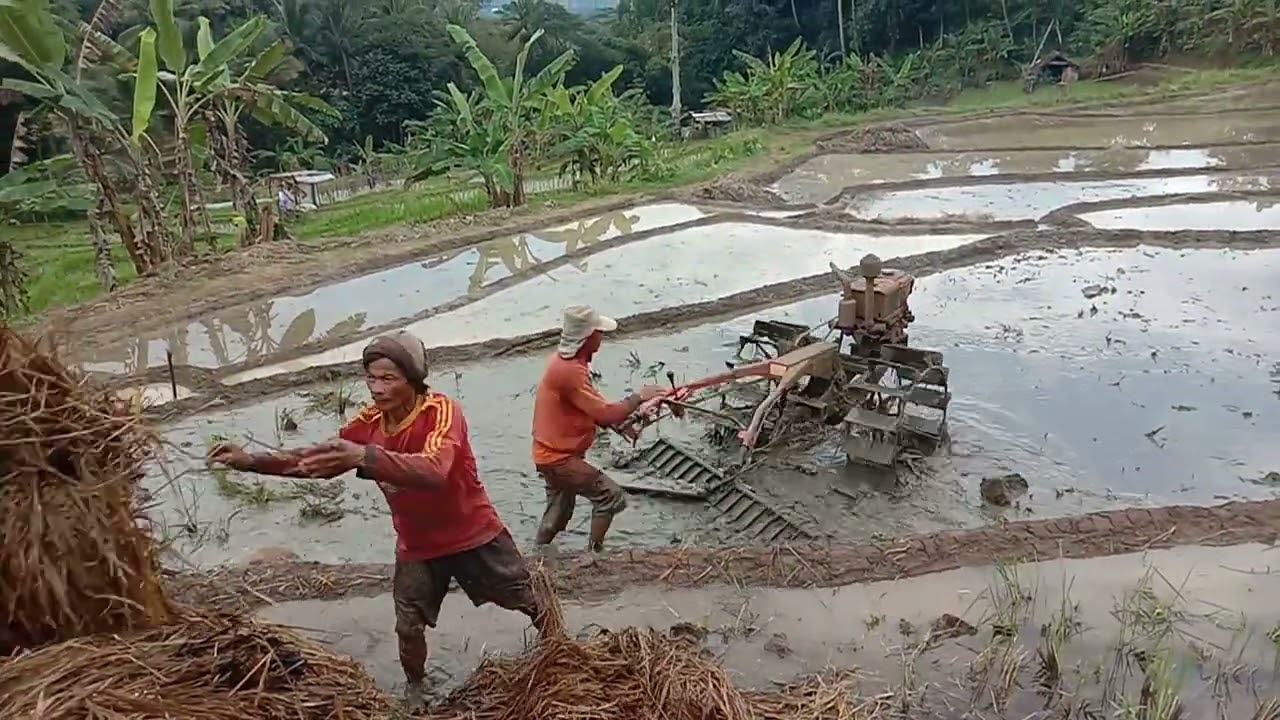 Lagi proses meratakan sawah Munjul DS kadatuan