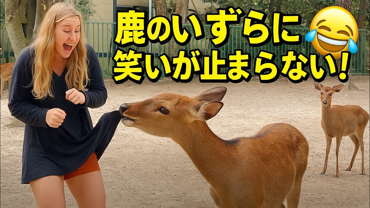  鹿のいたずらに笑いが止まらない！奈良公園の面白い瞬間 🤭
