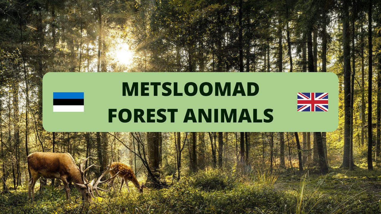 Metsloomad eesti ja inglise keeles / Forest animals in Estonian and English