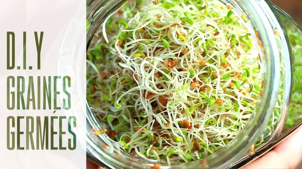 Comment faire des Graines Germées | Alfalfa & Fenugrec + intérêts nutritionnels
