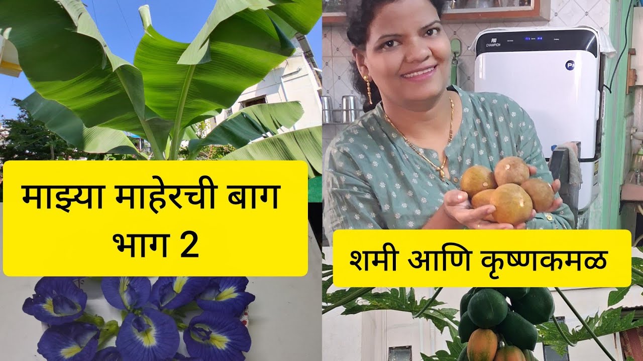 माझ्या माहेरची बाग भाग 2 @shitalsrangoli452 #vlog #vlogger 