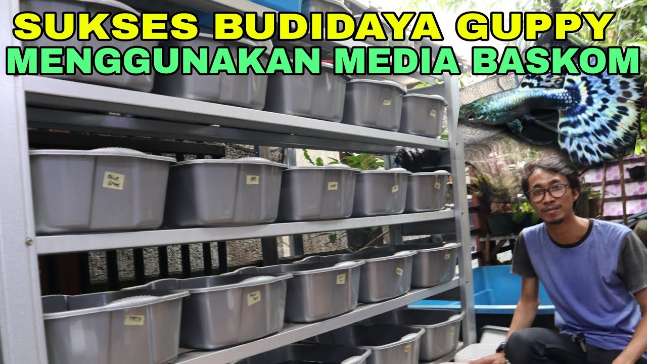 BUDIDAYA GUPPY MENGGUNAKAN MEDIA BASKOM BISA JADI LADANG BISNIS
