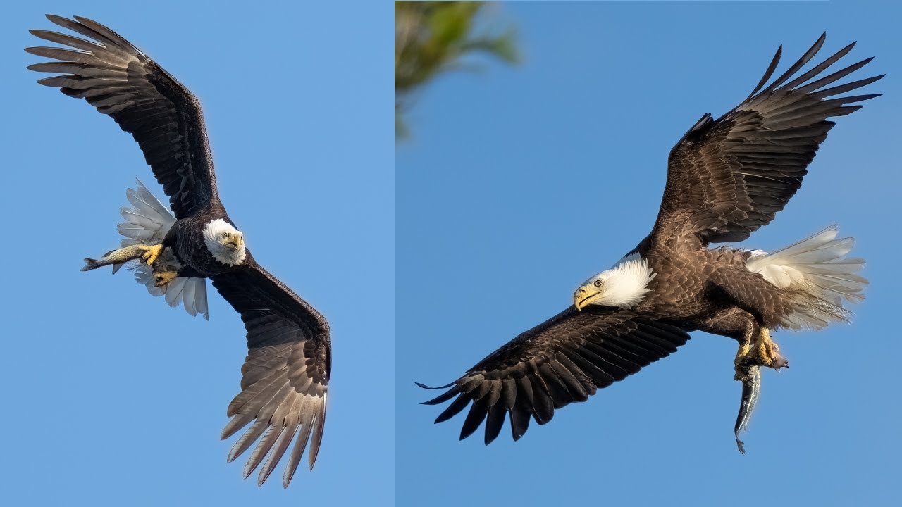 Birds In Flight Photography -  Boating in the Marsh