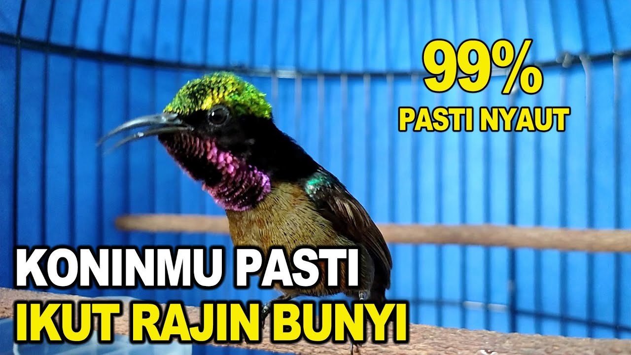 PASTI NYAUT ❗ Pancingan KONIN GACOR ini ampuh bikin KOLIBRI NINJA lain ikut rajin bunyi