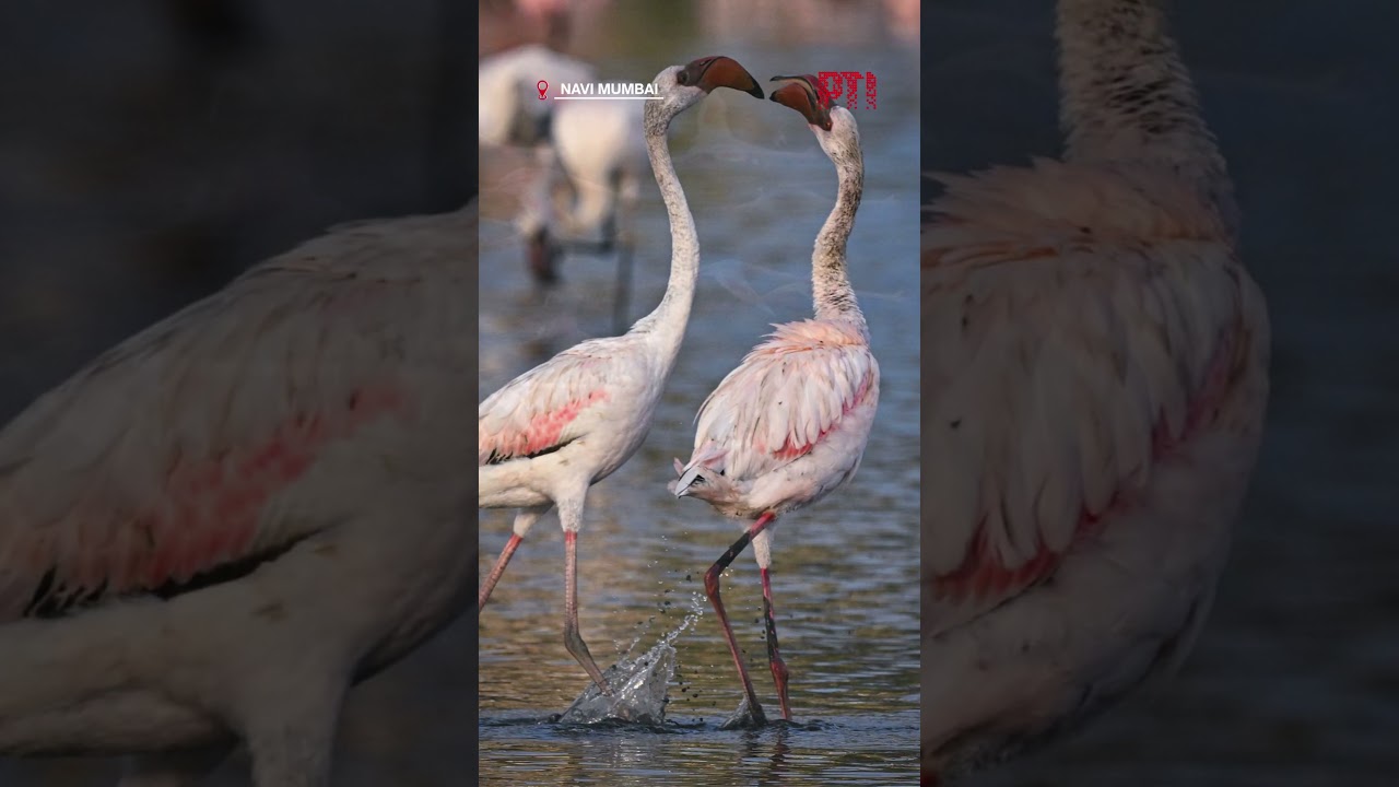 PTI PHOTOS | Flamingos gather in a waterbody at Seawoods in Navi Mumbai