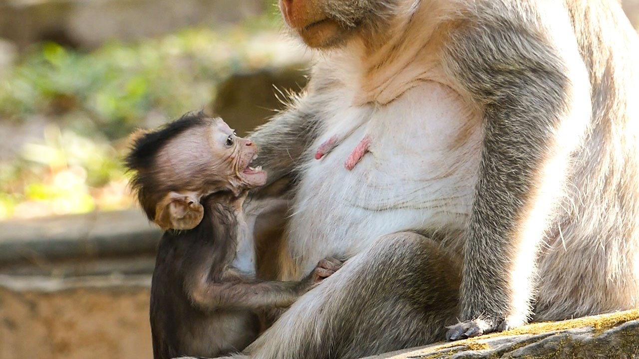 Nature in calm flow | Monkey baby Sterling requests mom to feed him more milk