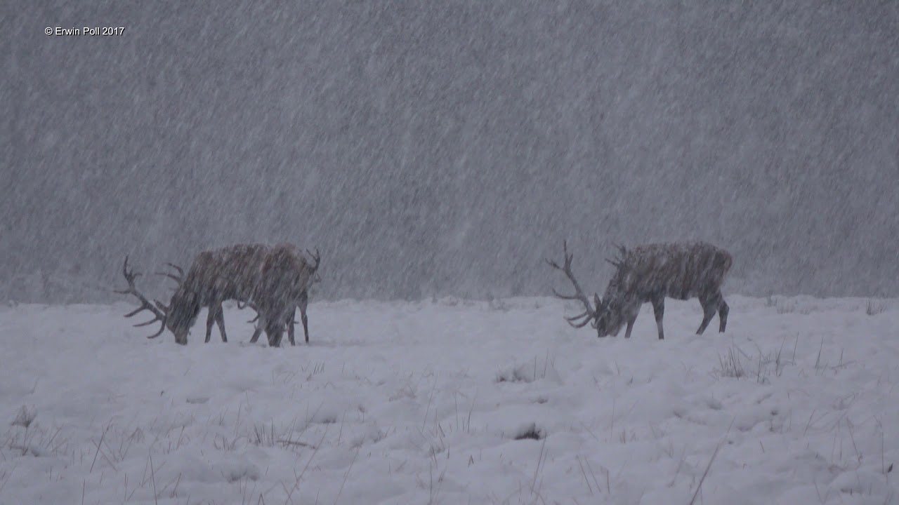Edelherten In de Sneeuw Het Nationale Park De Hoge Veluwe 9-12-2017