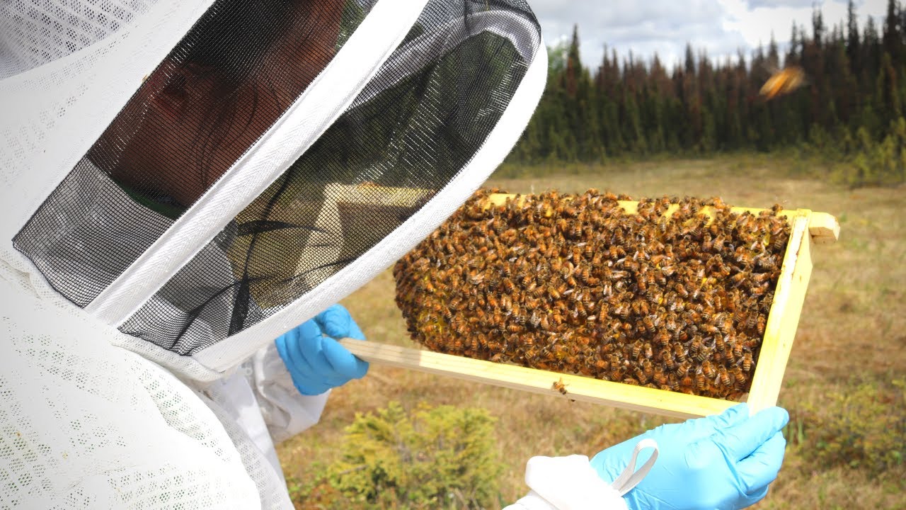 Beehive Update August 2019 | Keeping Honey Bees in Alaska