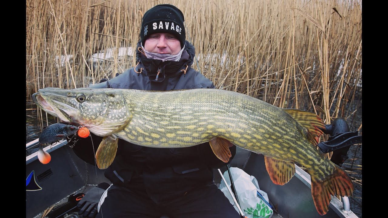 Jak uzbroić Savage Gear Herring Shad 25 cm do trollingu!