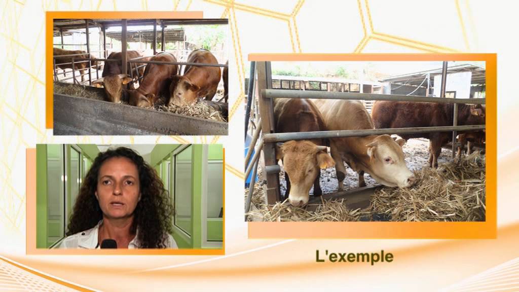 Usage de la paille de canne dans les élevages de ruminants de Guadeloupe