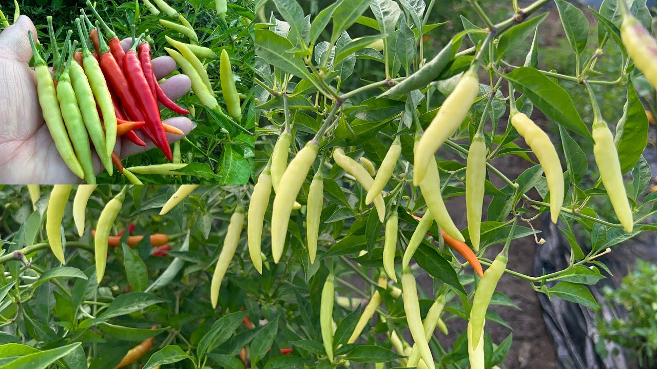 ปลูกพริกมณีขาว ดกงามๆ Cultivated Mani Khao Pepper