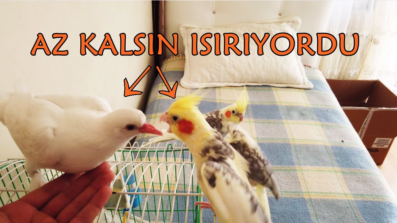 KAVGA ETTİLER ( SULTAN PAPAĞAN VS GÜVERCİN )
