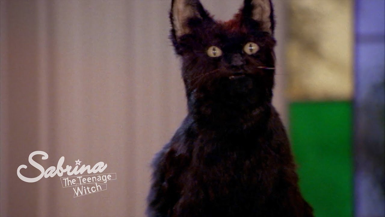 Sabrina Enters Salem into a Cat Show!