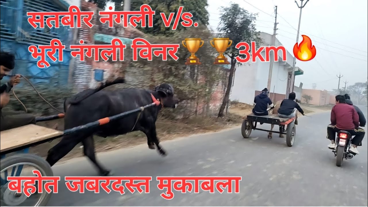 सतवीर नंगली v/s बुरी नांगली 🔥🔥 घमासान मुकाबला