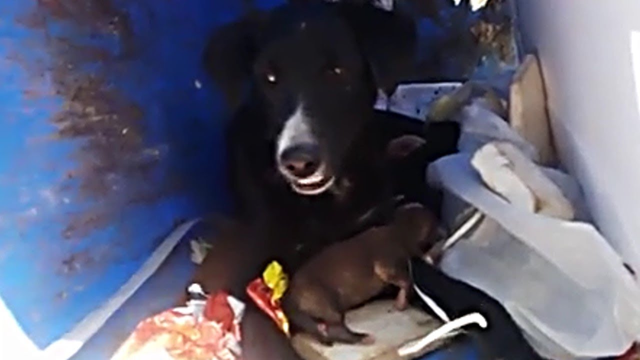 Rescue Homeless Newborn Puppies & Mom Spend Full Life in Inside Dirty Dustbin