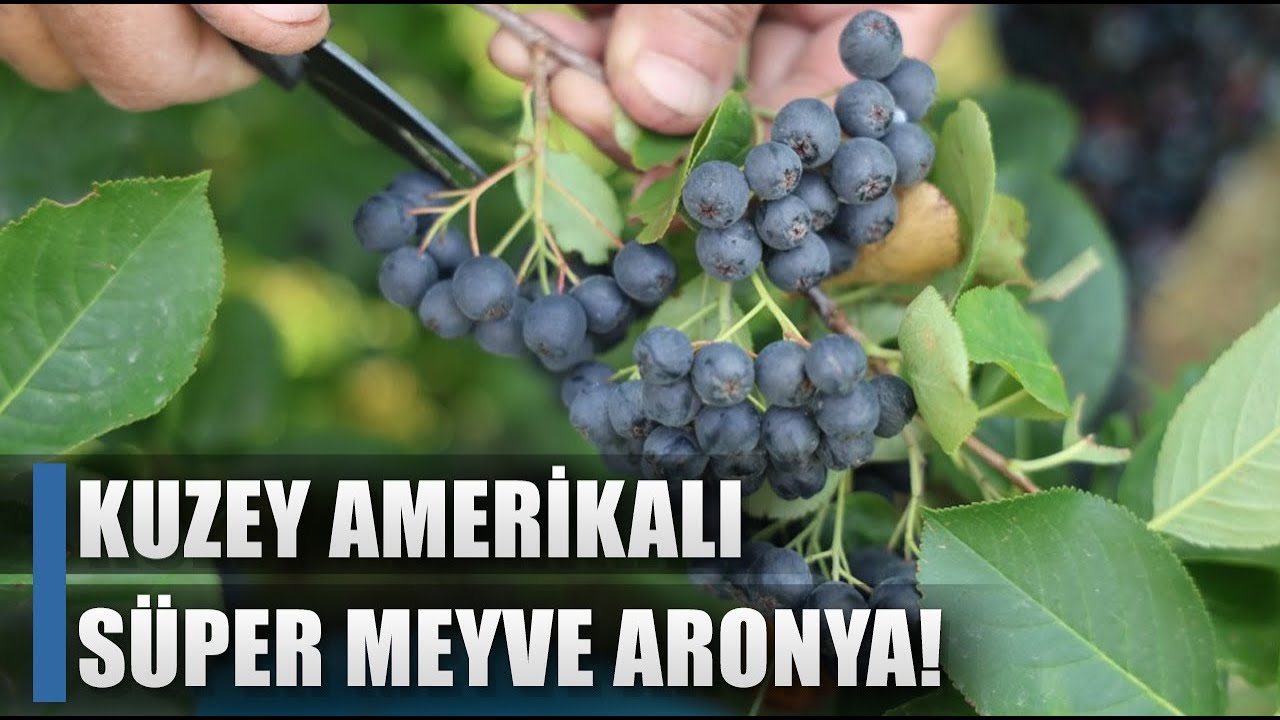 Eşini Tedavi Etmek İçin Yetiştirdi Üretici Oldu! Konya'da Aronya Hasadı / AGRO TV HABER