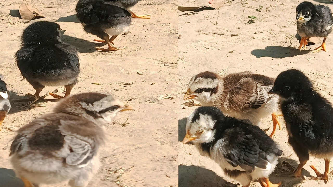 Male vs Female Desi Chick Differences