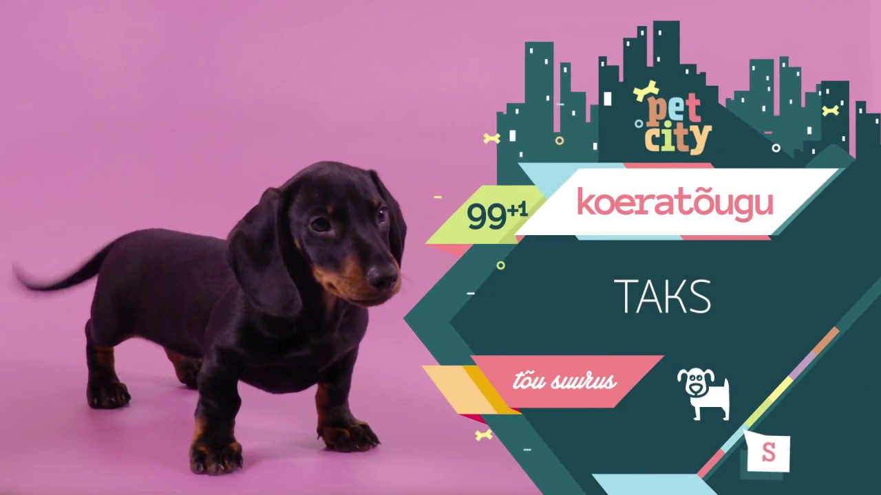 Taks | PetCity 100 koeratõugu