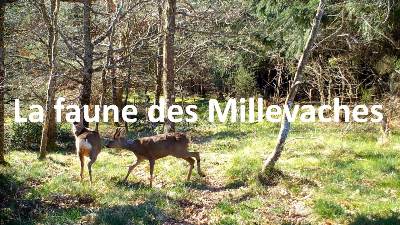 La faune des Millevaches