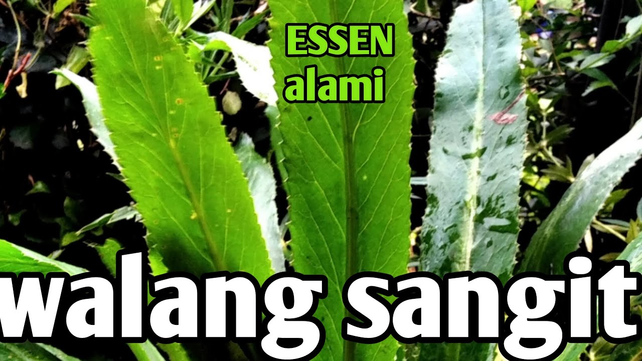 TANAMAN WALANG SANGIT