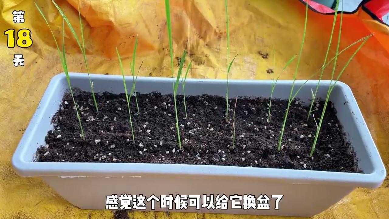 挑战在阳台种出大米 种水稻 阳台种水稻 种植技术