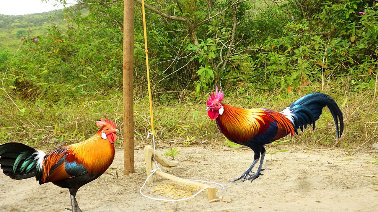 Fantastic Wild Chicken Trap Using Wood - Human Build Simple Wild Chicken Trap Using Wood