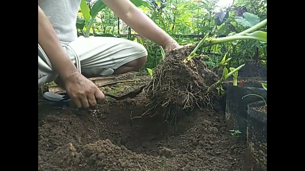 EASY WAY TO PROPAGATE (part2) @valsantosmatubang541 @AteEdnaVlogs @KalingapRabOfficial