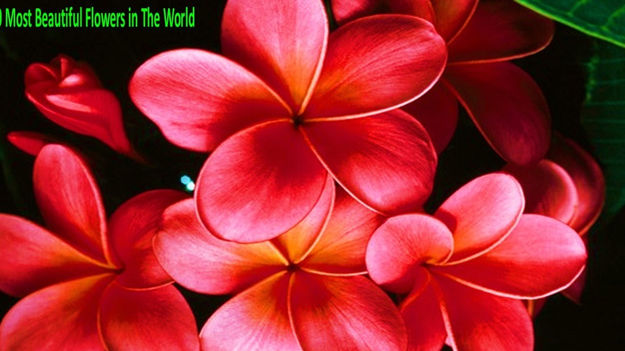 Top 10 Most Beautiful Flowers in The World, Best Top 10 most beautiful flowers in the world