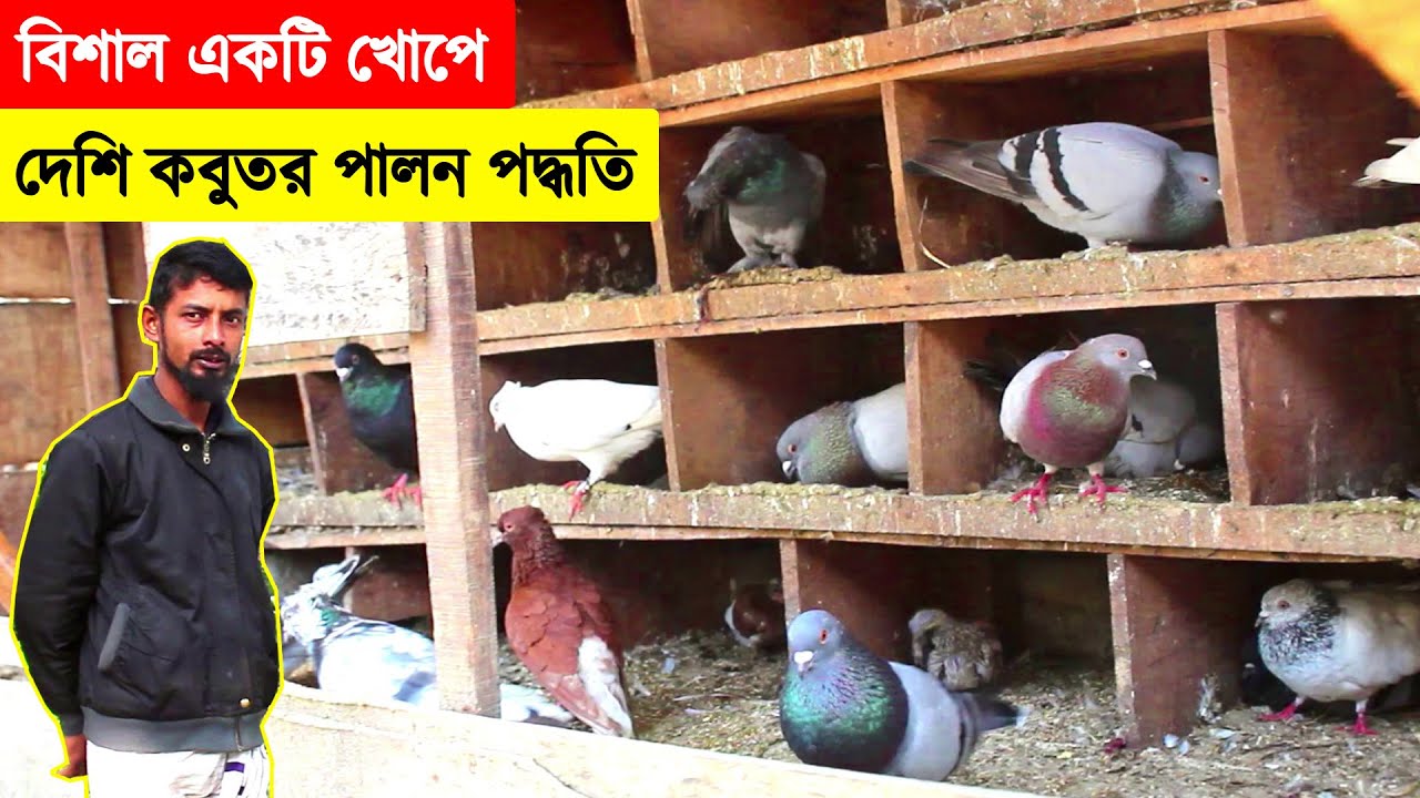 বিশাল একটি খোপে দেশি কবুতর পালন পদ্ধতি সম্পর্কে জেনে নিন খুব সহজে | কবুতরের খামার | BD Pigeon Farm.