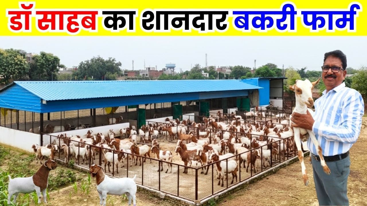 डॉ साहब बकरी फार्म से कर रहे मोटी कमाई ll Goat Farming ll Bakri Palan ll Goat Farm Business