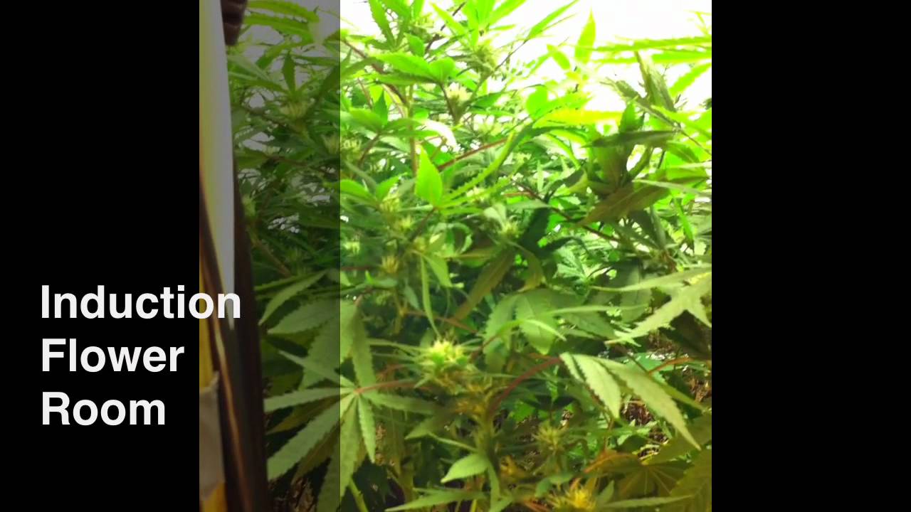 Induction/HID Grow