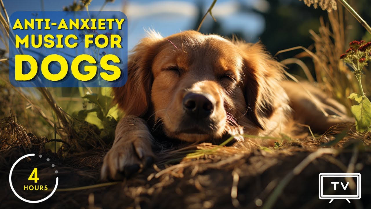 Anti Anxiety Dog Music, Keep your Dog Calm - Dog Radio