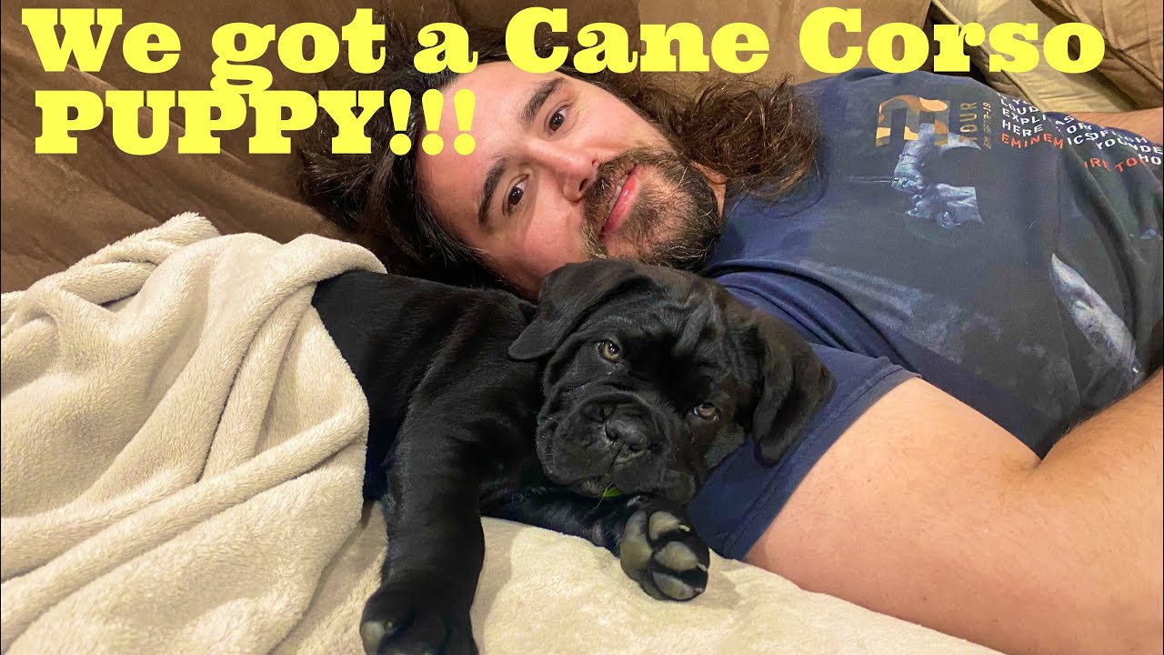 We got a Cane Corso PUPPY!! Everyone meet Choppy