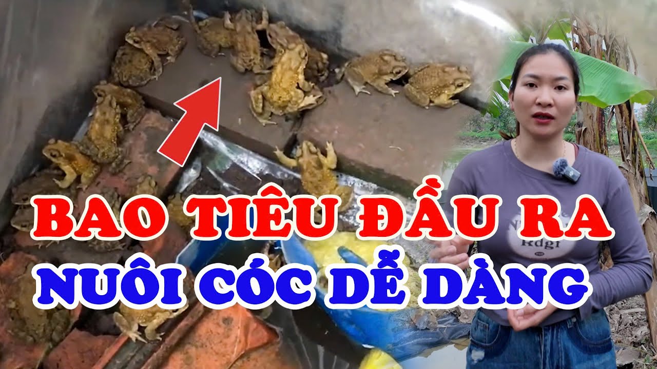 Có Người Bao Tiêu! Nuôi Cóc Dễ Đến Mức Này Sao?