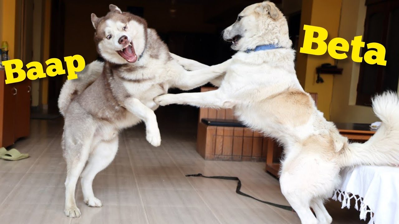 CHINTU AUR GHOST KI AJEEB DOSTI 😂 | THE HIMALAYAN HUSKY