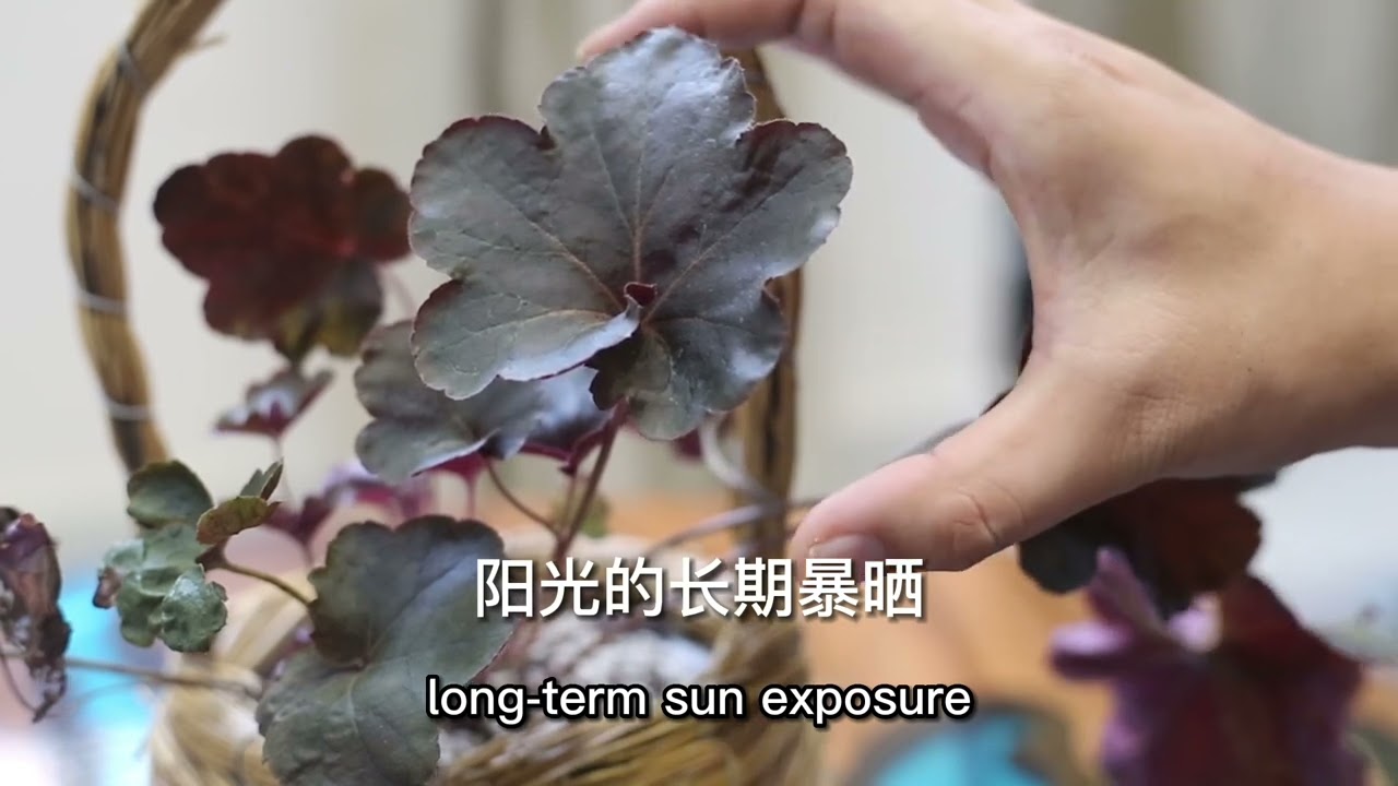園藝師教你，礬根怎麽養（上篇）