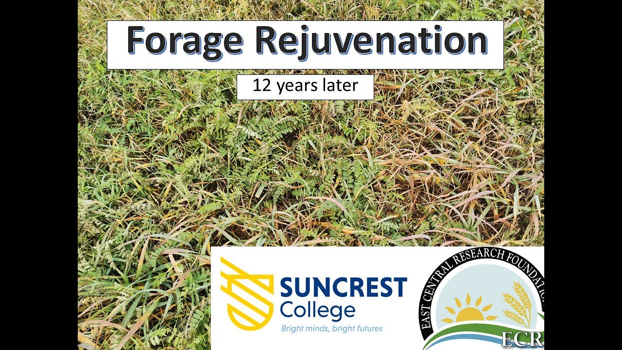 Forage Rejuvenation 12 years later 2025